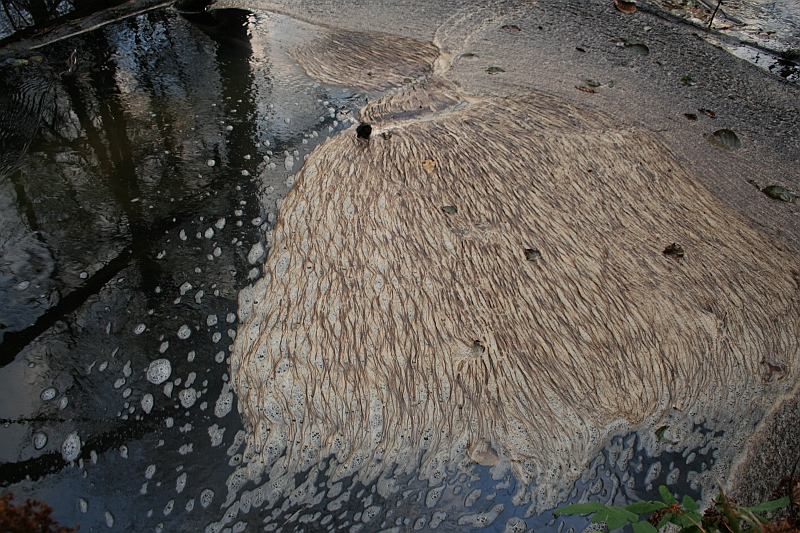 Rostoczek 11.2008 174